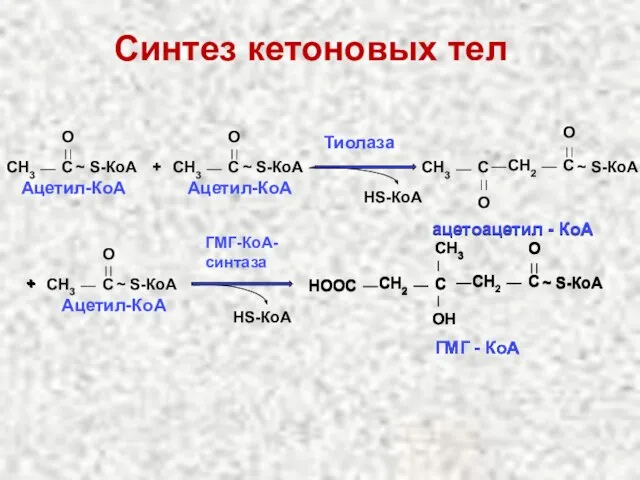 Синтез кетоновых тел CH3 C O ~ S-КоА Ацетил-КоА + CH3