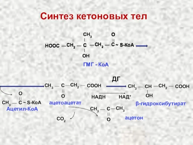 CH2 СН3 С O СООН ацетоацетат CH3 C O ~ S-КоА