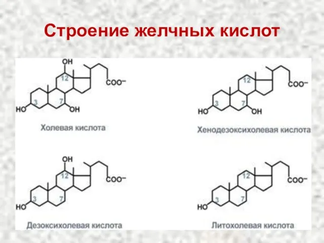 Строение желчных кислот