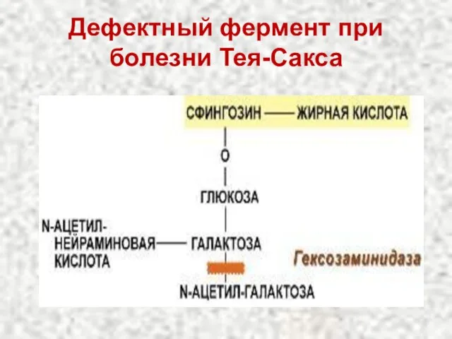 Дефектный фермент при болезни Тея-Сакса