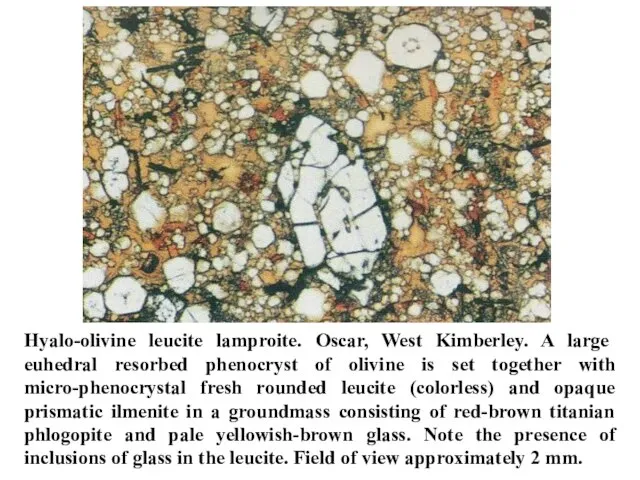 Hyalo-olivine leucite lamproite. Oscar, West Kimberley. A large euhedral resorbed phenocryst