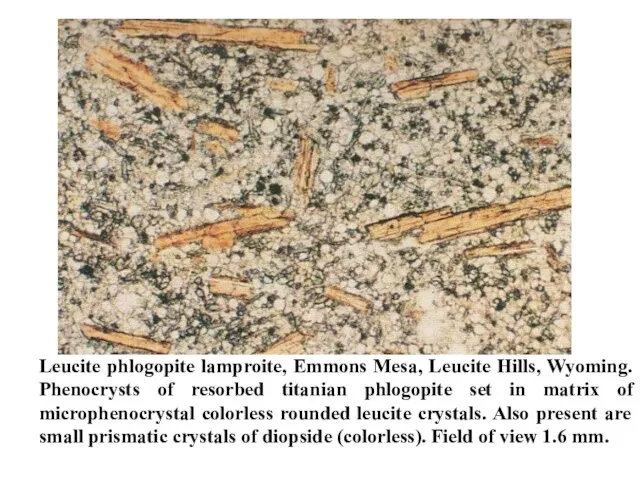 Leucite phlogopite lamproite, Emmons Mesa, Leucite Hills, Wyoming. Phenocrysts of resorbed