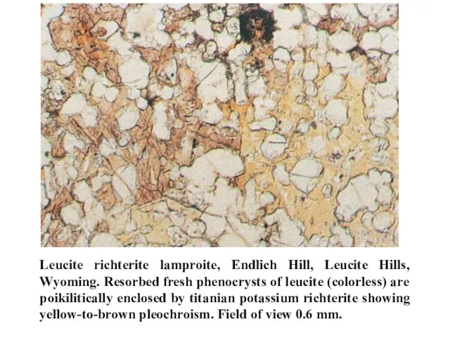 Leucite richterite lamproite, Endlich Hill, Leucite Hills, Wyoming. Resorbed fresh phenocrysts