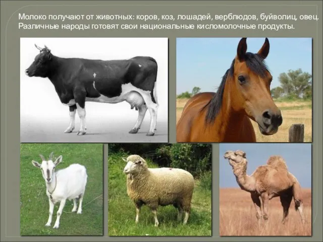 Молоко получают от животных: коров, коз, лошадей, верблюдов, буйволиц, овец. Различные