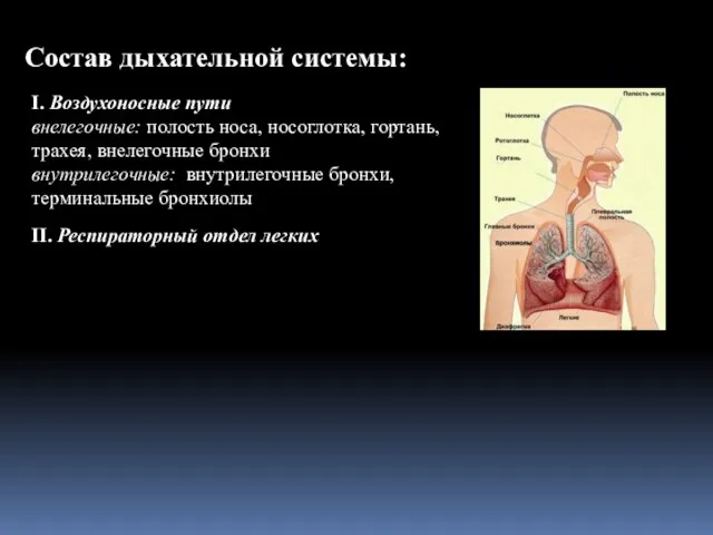 I. Воздухоносные пути внелегочные: полость носа, носоглотка, гортань, трахея, внелегочные бронхи