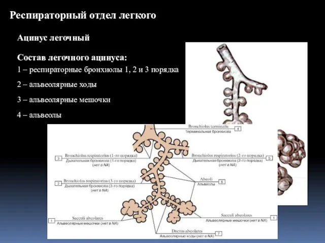 Респираторный отдел легкого Ацинус легочный 1 – респираторные бронхиолы 1, 2