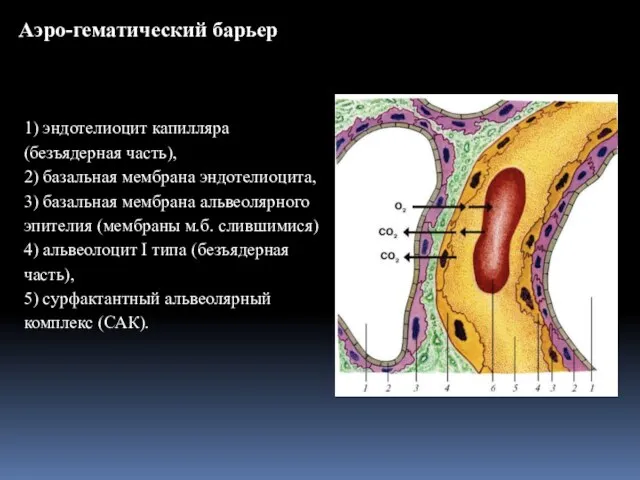 Аэро-гематический барьер 1) эндотелиоцит капилляра (безъядерная часть), 2) базальная мембрана эндотелиоцита,