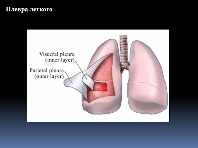 Плевра легкого