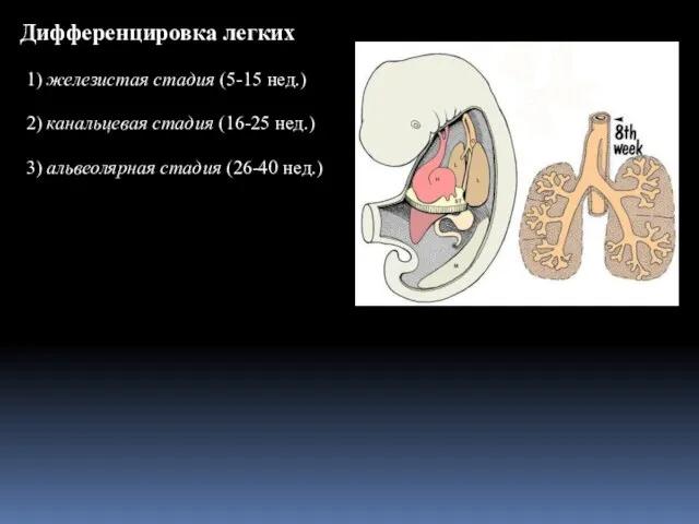 Дифференцировка легких 1) железистая стадия (5-15 нед.) 2) канальцевая стадия (16-25