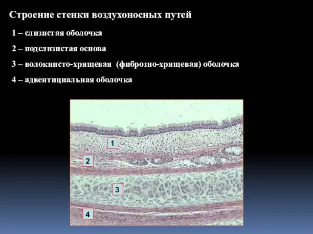 Строение стенки воздухоносных путей 1 – слизистая оболочка 2 – подслизистая