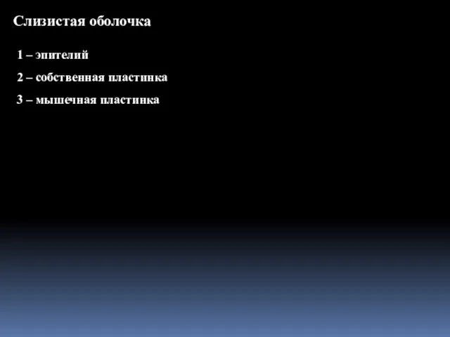 Слизистая оболочка 1 – эпителий 2 – собственная пластинка 3 – мышечная пластинка