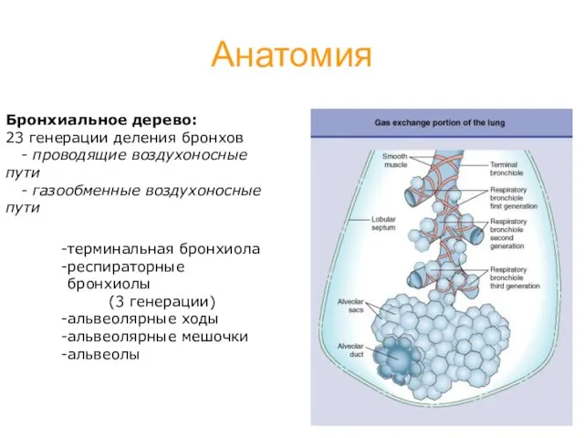 Анатомия Бронхиальное дерево: 23 генерации деления бронхов - проводящие воздухоносные пути