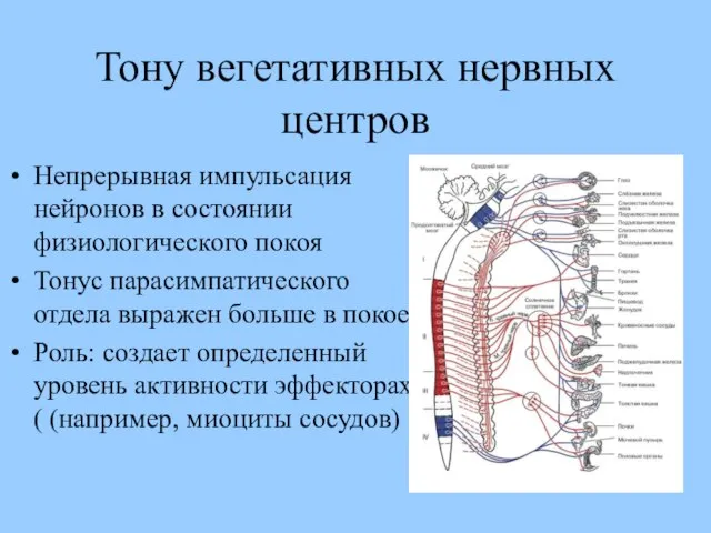 Тону вегетативных нервных центров Непрерывная импульсация нейронов в состоянии физиологического покоя