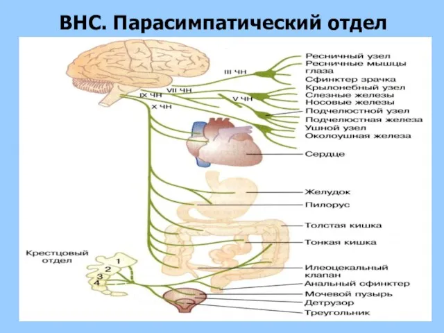 ВНС. Парасимпатический отдел