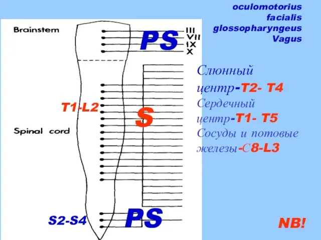 oculomotorius facialis glossopharyngeus Vagus Слюнный центр-T2- T4 Сердечный центр-T1- T5 Сосуды