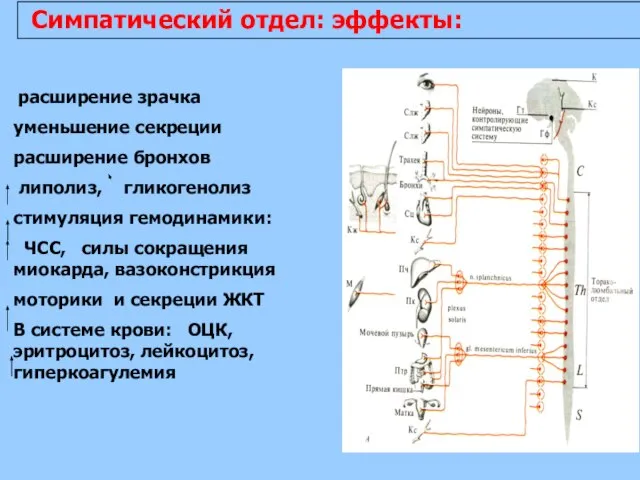 Симпатический отдел: эффекты: расширение зрачка уменьшение секреции расширение бронхов липолиз, гликогенолиз