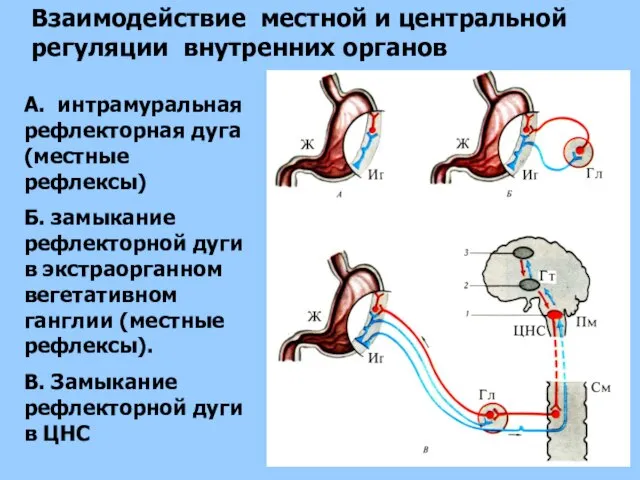 Взаимодействие местной и центральной регуляции внутренних органов А. интрамуральная рефлекторная дуга