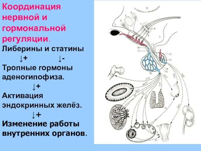 Координация нервной и гормональной регуляции. Либерины и статины ↓+ ↓- Тропные