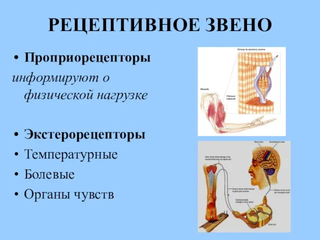 РЕЦЕПТИВНОЕ ЗВЕНО Проприорецепторы информируют о физической нагрузке Экстерорецепторы Температурные Болевые Органы чувств