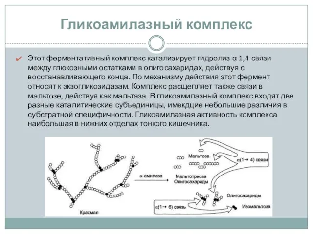 Гликоамилазный комплекс Этот ферментативный комплекс катализирует гидролиз α-1,4-связи между глюкозными остатками