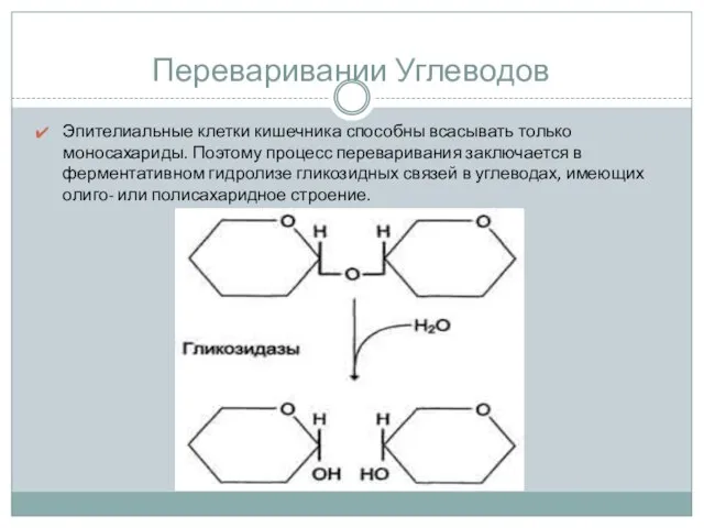 Переваривании Углеводов Эпителиальные клетки кишечника способны всасывать только моносахариды. Поэтому процесс