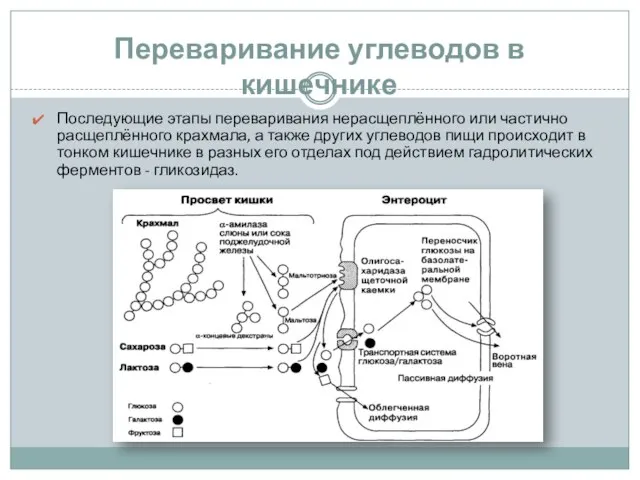 Переваривание углеводов в кишечнике Последующие этапы переваривания нерасщеплённого или частично расщеплённого