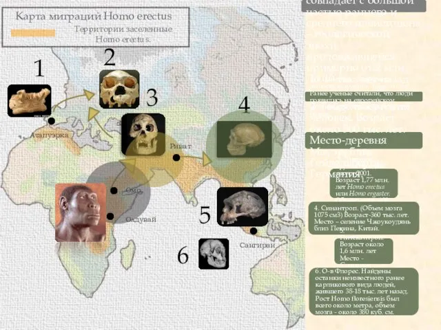 Карта миграций Homo erectus Территории заселенные Homo erectus. Вероятный период существования