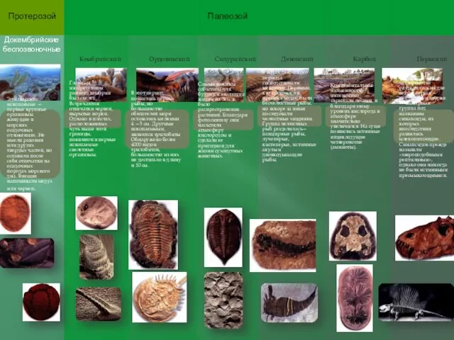 Кембрийский Ордовикский Силурийский Девонский Карбон Пермский Эдиакарские ископаемые — первые крупные
