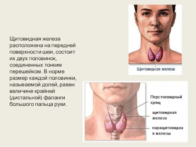 Щитовидная железа расположена на передней поверхности шеи, состоит их двух половинок,