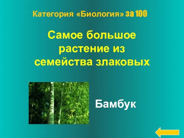 Самое большое растение из семейства злаковых Бамбук Категория «Биология» за 100