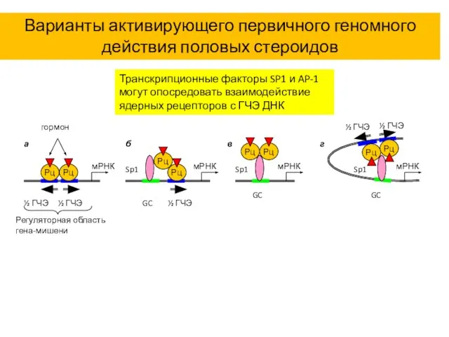 Варианты активирующего первичного геномного действия половых стероидов Транскрипционные факторы SP1 и