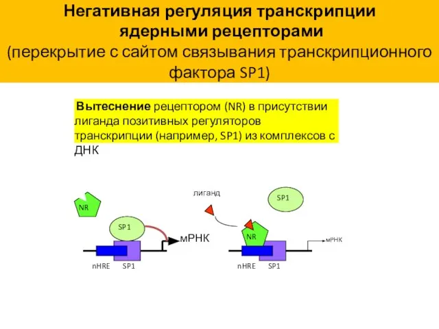 Негативная регуляция транскрипции ядерными рецепторами (перекрытие с сайтом связывания транскрипционного фактора SP1)