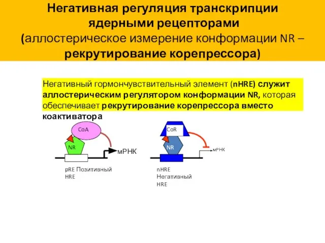 Негативная регуляция транскрипции ядерными рецепторами (аллостерическое измерение конформации NR – рекрутирование