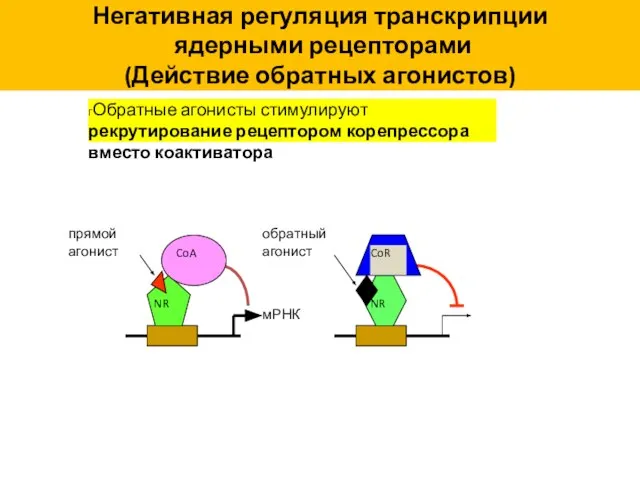 гОбратные агонисты стимулируют рекрутирование рецептором корепрессора вместо коактиватора Негативная регуляция транскрипции ядерными рецепторами (Действие обратных агонистов)