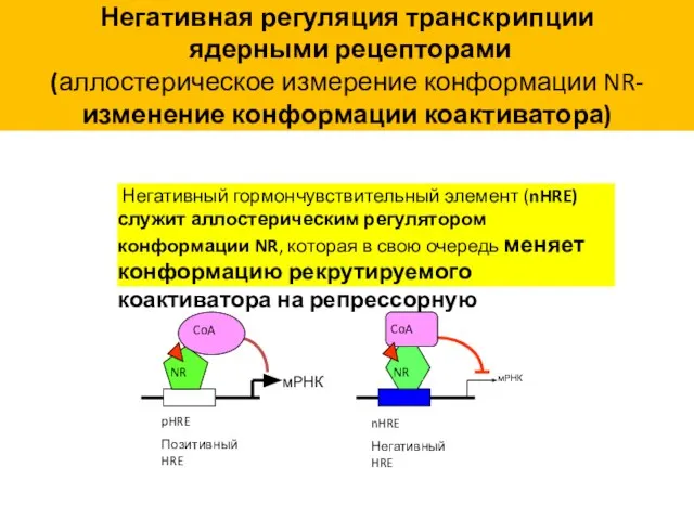 Негативная регуляция транскрипции ядерными рецепторами (аллостерическое измерение конформации NR- изменение конформации коактиватора)