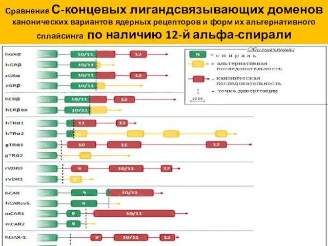 Сравнение С-концевых лигандсвязывающих доменов канонических вариантов ядерных рецепторов и форм их