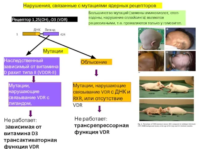 Рецептор 1,25(OH)2-D3 (VDR) 1 424 ДНК Лиганд Нарушения, связанные с мутациями