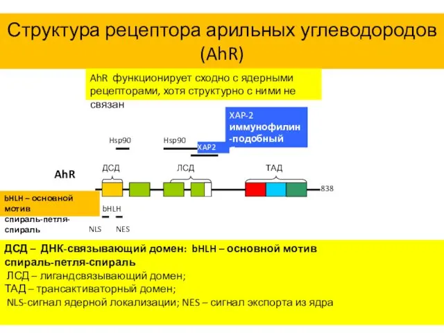 Структура рецептора арильных углеводородов (AhR) AhR функционирует сходно с ядерными рецепторами,