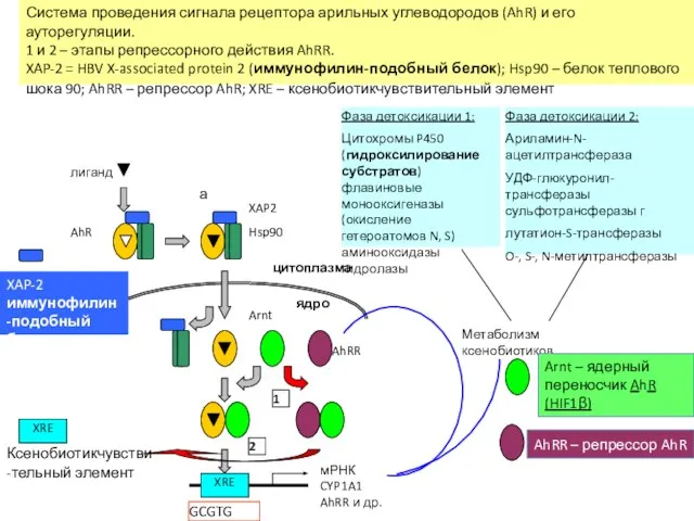 XRE мРНК CYP1A1 AhRR и др. Hsp90 XAP2 AhR лиганд Метаболизм