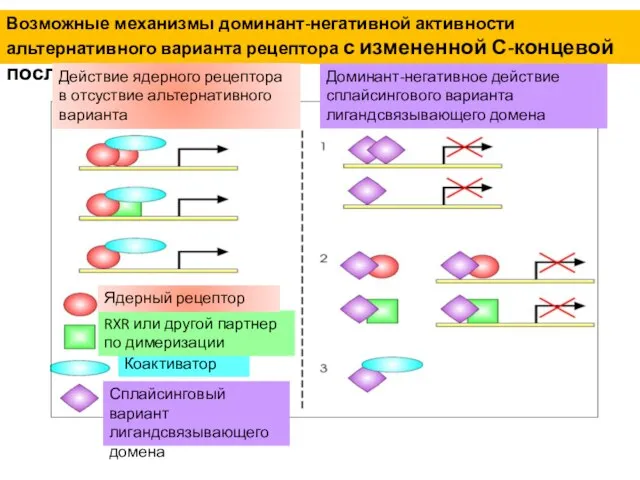 Возможные механизмы доминант-негативной активности альтернативного варианта рецептора с измененной С-концевой последовательностью