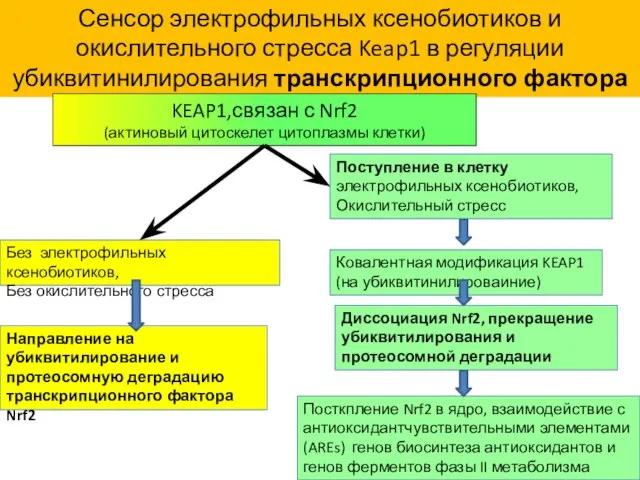 Сенсор электрофильных ксенобиотиков и окислительного стресса Keap1 в регуляции убиквитинилирования транскрипционного фактора Nrf2