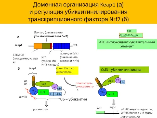 624 повторы Kelch (связывание актина и Nrf2) NES (удаление Nrf2 из