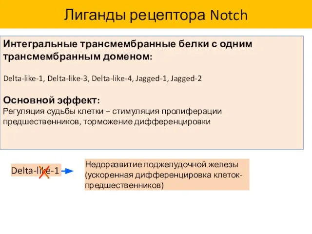 Лиганды рецептора Notch Интегральные трансмембранные белки с одним трансмембранным доменом: Delta-like-1,