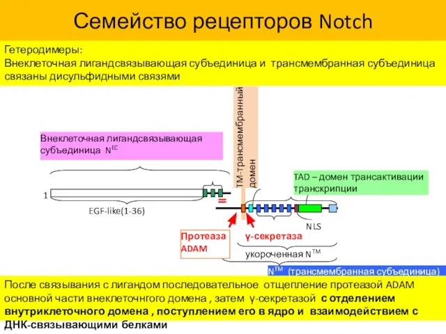 Семейство рецепторов Notch Гетеродимеры: Внеклеточная лигандсвязывающая субъединица и трансмембранная субъединица связаны