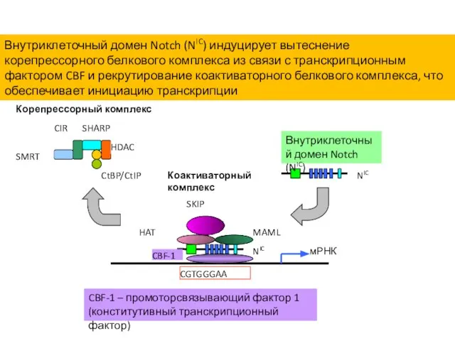 Внутриклеточный домен Notch (NIC) индуцирует вытеснение корепрессорного белкового комплекса из связи