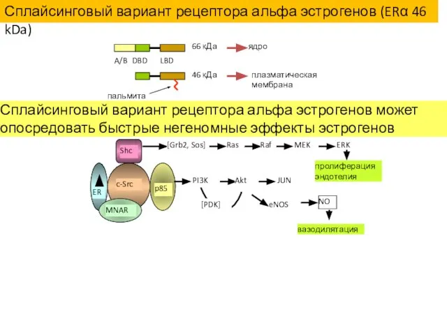 A/B DBD LBD 66 кДа 46 кДа ядро плазматическая мембрана пальмитат