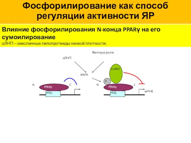 Влияние фосфорилирования N-конца PPARγ на его сумоилирование оЛНП – окисленные липопротеиды