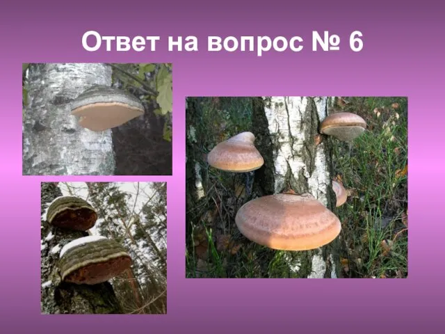 Ответ на вопрос № 6