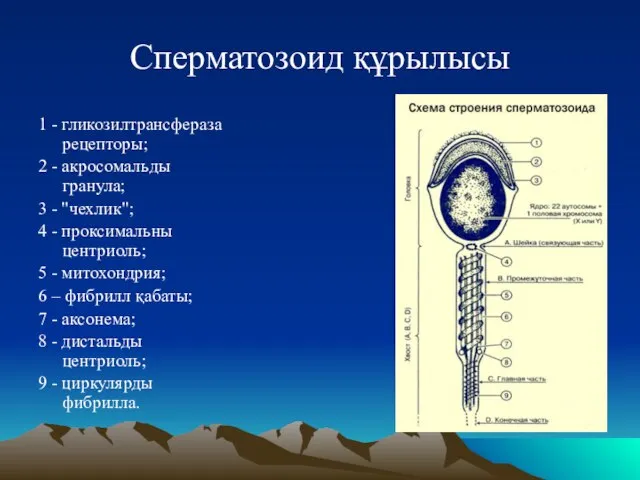 Сперматозоид құрылысы 1 - гликозилтрансфераза рецепторы; 2 - акросомальды гранула; 3