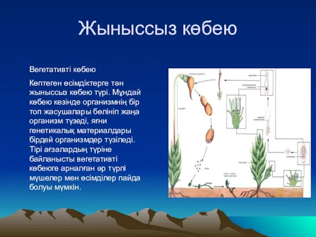 Жыныссыз көбею Вегетативті көбею Көптеген өсімдіктерге тән жыныссыз көбею түрі. Мұндай